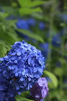 Images Dated 20th June 2012: Brightly coloured Hydrangea flowers in the grounds of Kiyomizudera Temple in Kyoto, Japan