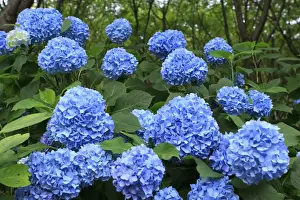 Images Dated 20th June 2012: Brightly coloured Hydrangea flowers in the grounds of Kiyomizudera Temple in Kyoto, Japan