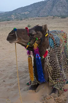 Brightly decorated camel, Pushkar, Rajasthan, India