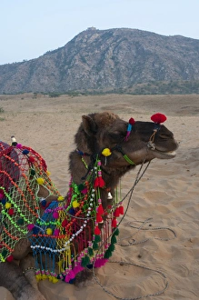 Pack Prints: Brightly decorated camel, Pushkar, Rajasthan, India