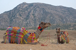 Images Dated 19th November 2012: Brightly decorated camel, Pushkar, Rajasthan, India