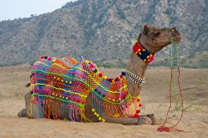 Images Dated 19th November 2012: Brightly decorated camel, Pushkar, Rajasthan, India