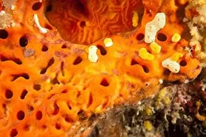 brilliant organge sponge, Utila, North Side, Bay Islands, Honduras, Central America