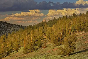 White Mountain Prints: Bristlecone pine forest at sunset, White Mountains, Inyo National Forest, California