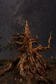 Dead Prints: Bristlecone pine and Milky Way, White Mountains, Inyo National Forest, California