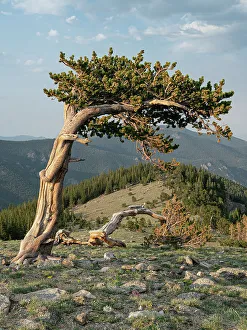 Bristlecone pine, Mount Evans Wilderness Area, Colorado