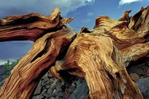 Bristlecone pine roots, White Mountains, Inyo National Forest, California
