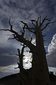 Dead Prints: Bristlecone pine silhouette at sunset, White Mountains, Inyo National Forest, California