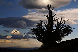 Dead Prints: Bristlecone pine silhouetted at sunset, White Mountains, Inyo National Forest, California
