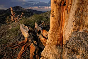 Dead Prints: Bristlecone pine at sunset, White Mountains, Inyo National Forest, California