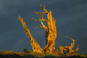 Bristlecone pine at sunset, White Mountains, Inyo National Forest, California