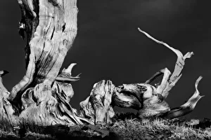 Bristlecone pine at sunset, White Mountains, Inyo National Forest, California