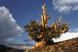 Dead Prints: Bristlecone pine at sunset, White Mountains, Inyo National Forest, California