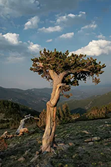 High Country Prints: Bristlecone pines, Mount Evans Wilderness Area, Colorado