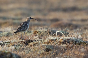 Images Dated 5th June 2013: Bristled-thighed Curlew