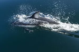 British Columbia. Pacific white-sided dolphins (Lagenorhynchus obliquidens) play