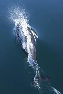 British Columbia Prints: British Columbia. Pacific white-sided dolphins (Lagenorhynchus obliquidens) play