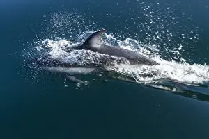 British Columbia Prints: British Columbia. Pacific white-sided dolphins (Lagenorhynchus obliquidens) play