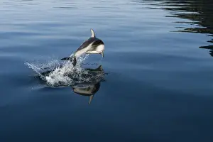 British Columbia Prints: British Columbia. Pacific white-sided dolphins (Lagenorhynchus obliquidens) play