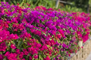 British Virgin Islands, Virgin Gorda. The Bitter End Yacht Club, bougainvillea flowers