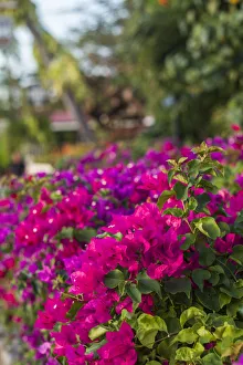 Images Dated 9th February 2017: British Virgin Islands, Virgin Gorda. The Bitter End Yacht Club, bougainvillea flowers