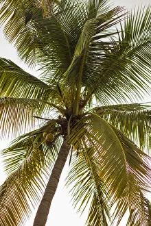 Images Dated 9th February 2017: British Virgin Islands, Virgin Gorda. The Bitter End Yacht Club, palm trees, sunset
