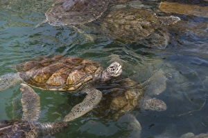 Images Dated 26th April 2010: British West Indies, Cayman Islands, Grand Cayman, Cayman Turtle Farm, Green Sea Turtle