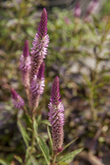 Images Dated 26th April 2010: British West Indies, Cayman Islands, Grand Cayman, tropical plants, flowers