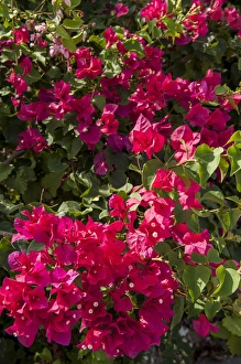 British West Indies, Cayman Islands, Grand Cayman, Bouganvillea, tropical flowers
