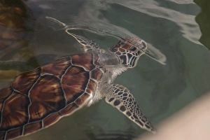 Images Dated 26th April 2010: British West Indies, Cayman Islands, Grand Cayman, Cayman Turtle Farm, Green Sea Turtle