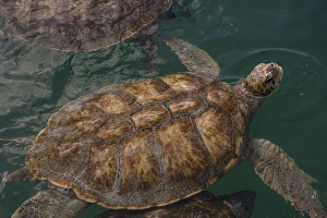 British West Indies, Cayman Islands, Grand Cayman, Cayman Turtle Farm, Green Sea Turtle