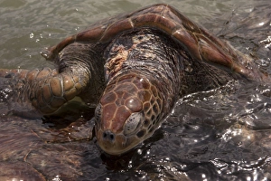 Images Dated 26th April 2010: British West Indies, Cayman Islands, Grand Cayman, Cayman Turtle Farm, Green Sea Turtle