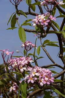 Images Dated 26th April 2010: British West Indies, Cayman Islands, Grand Cayman, pink Oleander