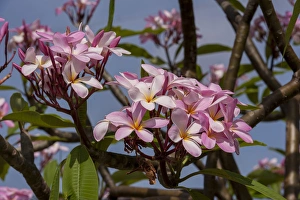 Images Dated 26th April 2010: British West Indies, Cayman Islands, Grand Cayman, pink Oleander