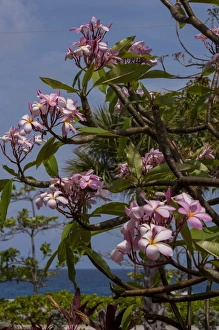 Images Dated 26th April 2010: British West Indies, Cayman Islands, Grand Cayman, pink Oleander