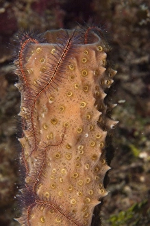 Brittle Star on Porifera (Echinodermata and Porifera), Yucutan Penninsula, Mexico
