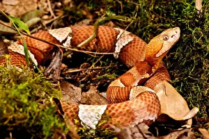 Images Dated 14th July 2009: Broad-banded Copperhead, Agkistrodon contortrix laticinctus, Native to Kansas, Oklahoma
