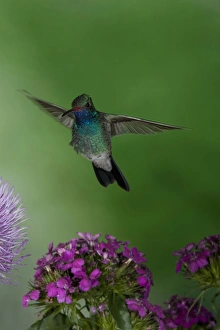 Images Dated 1st May 2005: Broad-billed Humingbird male, Arizona, USA