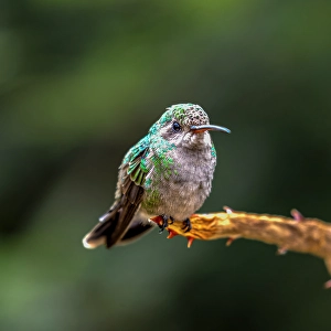 Images Dated 4th February 2024: A broad-billed humming bird perched