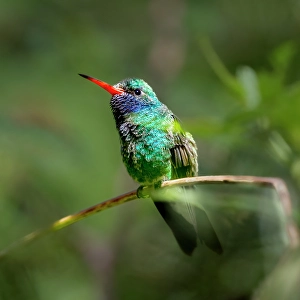 Images Dated 4th February 2024: A broad-billed humming bird perched