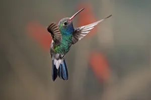 Images Dated 3rd May 2007: Broad-Billed Hummingbird Cynanthus latirostris Southern Arizona