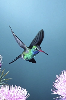 Images Dated 21st August 2012: Broad-billed Hummingbird, Cynanthus latirostris, Southern Arizona