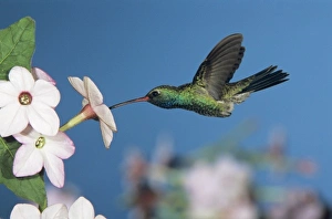 Broad-billed Hummingbird, Cynanthus latirostris, male feeding on Nicotiana (Nicotiana sp