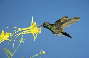 Broad-billed Hummingbird, Cynanthus latirostris, male feeding on Longspur Columbine