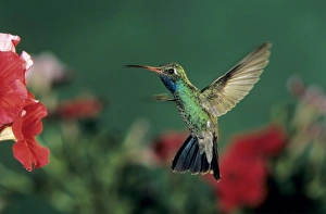 Broad-billed Hummingbird, Cynanthus latirostris, male feeding on Petunia, Madera Canyon