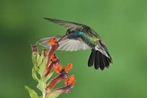 Images Dated 21st September 2006: Broad-billed Hummingbird, Cynanthus latirostris, male in flight feeding on Flower