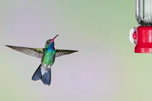 Broad-billed Hummingbird (Cynanthus latirostris) male hovering