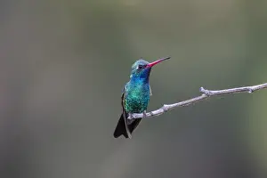 Images Dated 6th May 2015: Broad-billed Hummingbird (Cynanthus latirostris) male perched