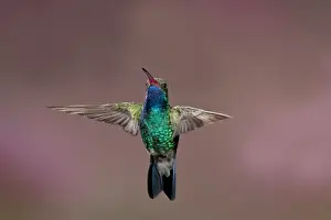 Broad-Billed Hummingbird Cynanthus latirostris Southern Arizona