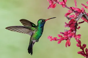 Images Dated 11th January 2023: Broad-billed hummingbird flying, USA, Arizona